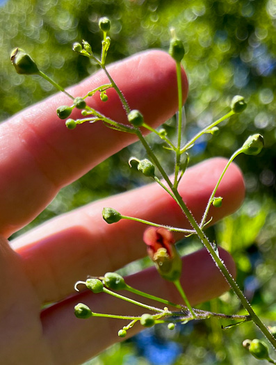 image of Scrophularia marilandica, Eastern Figwort, Carpenter's Square, Late Figwort