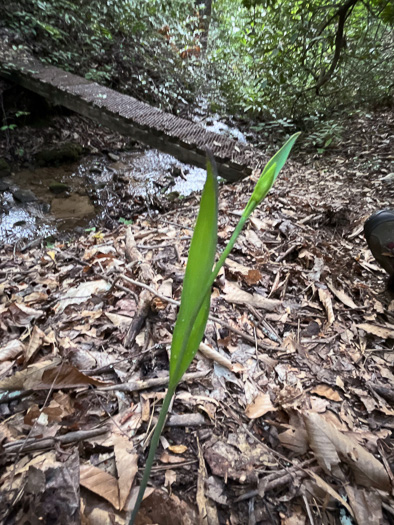 image of Cleistesiopsis bifaria, Appalachian Dragonhead Pogonia, Appalachian Small Spreading Pogonia, Smaller Rosebud Orchid, Upland Spreading Pogonia