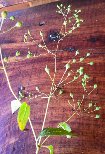 image of Scrophularia marilandica, Eastern Figwort, Carpenter's Square, Late Figwort