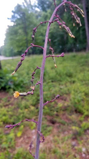 Lactuca hirsuta, Red Wood Lettuce, Downy Lettuce, Hairy Lettuce