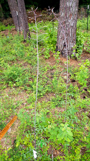 image of Lactuca hirsuta, Red Wood Lettuce, Downy Lettuce, Hairy Lettuce