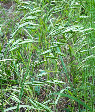 panicle