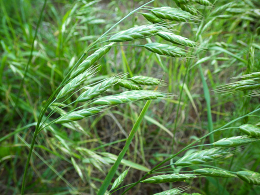 image of Bromus commutatus, Hairy Chess, Meadow Brome