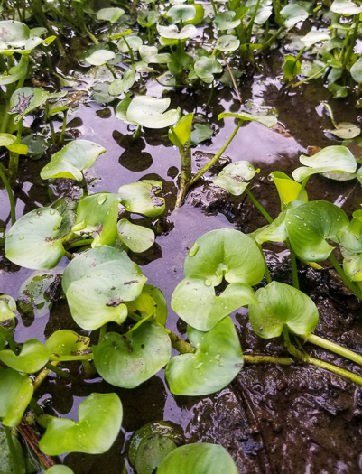 image of Heteranthera reniformis, Kidneyleaf Mud Plantain