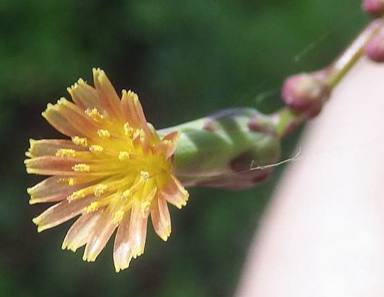 Lactuca hirsuta, Red Wood Lettuce, Downy Lettuce, Hairy Lettuce