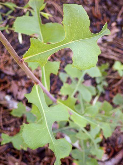 Lactuca hirsuta, Red Wood Lettuce, Downy Lettuce, Hairy Lettuce