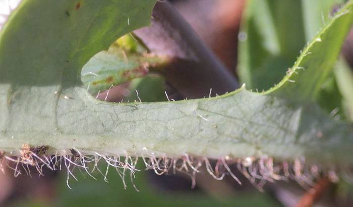 image of Lactuca hirsuta, Red Wood Lettuce, Downy Lettuce, Hairy Lettuce