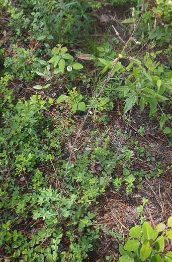 image of Lactuca hirsuta, Red Wood Lettuce, Downy Lettuce, Hairy Lettuce