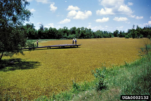 Salvinia molesta, Giant Salvinia, Kariba Weed