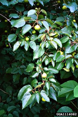 image of Vernicia fordii, Tung-oil Tree