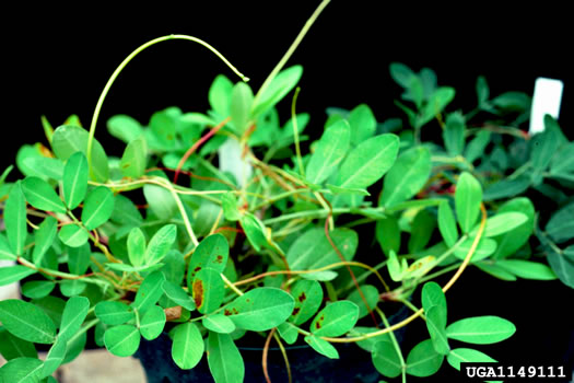 image of Cuscuta japonica, Japanese Dodder