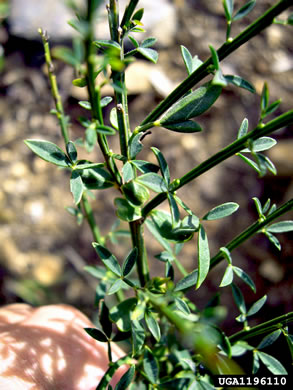 image of Cytisus scoparius, Scotch Broom