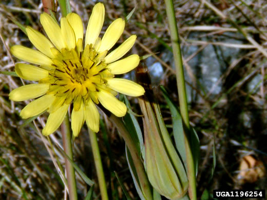 Tragopogon dubius, Vegetable-oyster, Yellow Salsify, Western Salsify, Yellow Goatsbeard