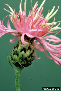 image of Centaurea stoebe ssp. micranthos, Spotted Knapweed, Bushy Knapweed