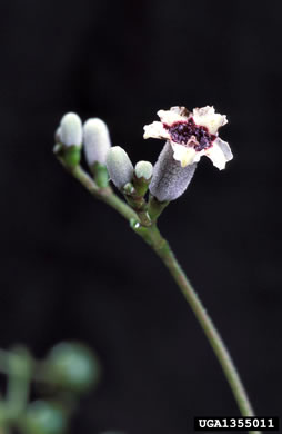 image of Paederia foetida, Skunkvine