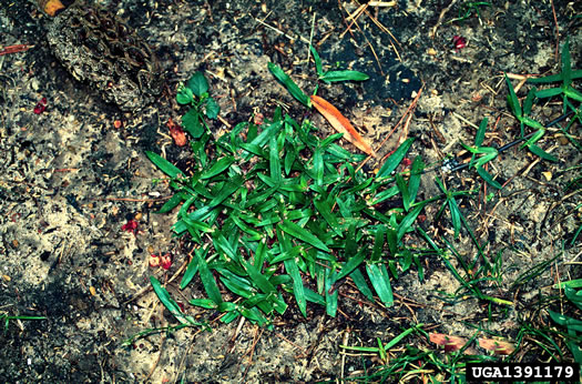 image of Murdannia nudiflora, Doveweed, Naked-stem Dewflower