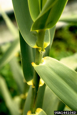 image of Arundo donax, Giant Reed