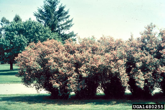 image of Lonicera tatarica, Tatarian Honeysuckle