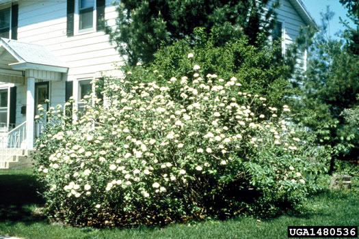 image of Viburnum lantana, Wayfaring Tree