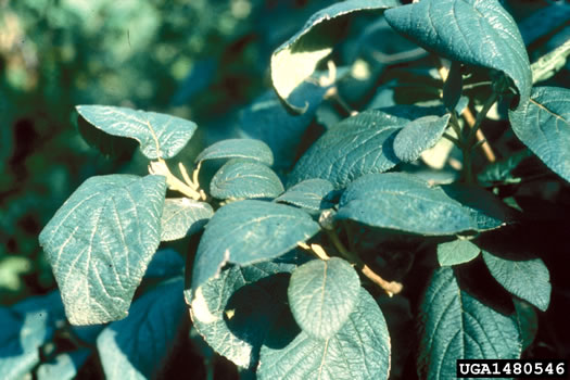 image of Viburnum lantana, Wayfaring Tree