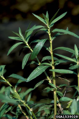 image of Alternanthera philoxeroides, Alligator-weed