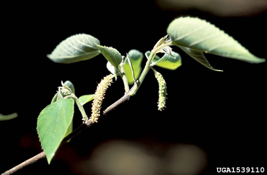 image of Broussonetia papyrifera, Paper Mulberry