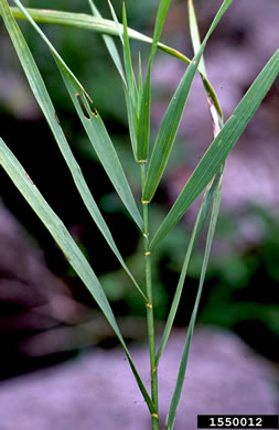 image of Bromus inermis, Smooth Brome, Hungarian Brome, Awnless Brome