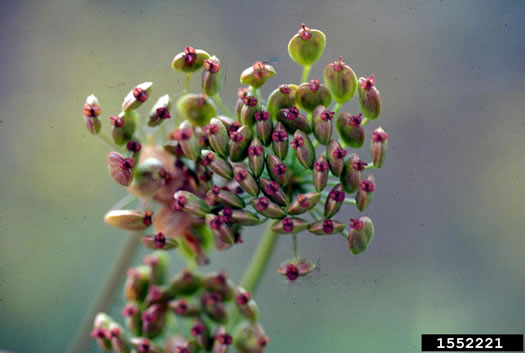 image of Pastinaca sativa, Parsnip