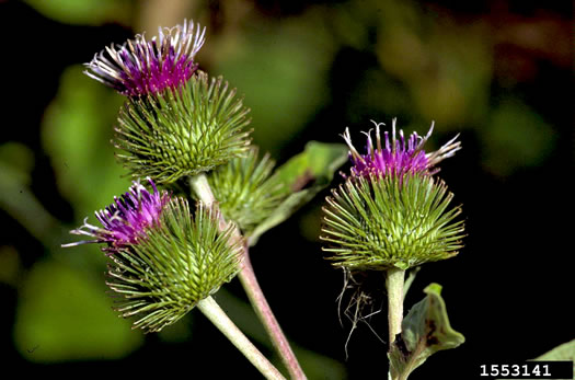 image of Arctium minus, Lesser Burdock, Common Burdock