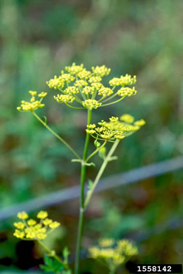 image of Pastinaca sativa, Parsnip