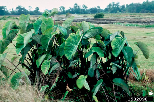 image of Colocasia esculenta, Elephant's-ear, Taro, Dasheen