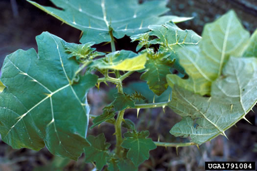 image of Solanum viarum, Tropical Soda-apple