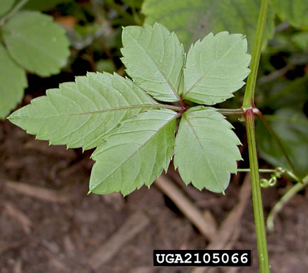 Causonis japonica, Bushkiller, Sorrel Vine