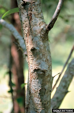 image of Ligustrum lucidum, Glossy Privet, Broadleaf Privet