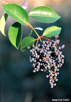 image of Ligustrum lucidum, Glossy Privet, Broadleaf Privet