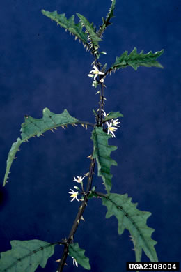 image of Solanum tampicense, Wetland Nightshade, Aquatic Soda Apple