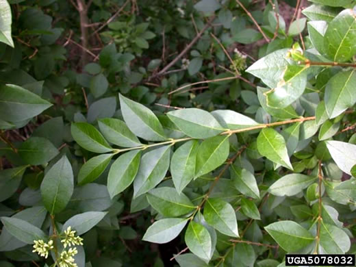 image of Ligustrum vulgare, European Privet, Common Privet