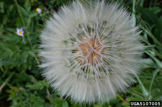 Tragopogon dubius, Vegetable-oyster, Yellow Salsify, Western Salsify, Yellow Goatsbeard