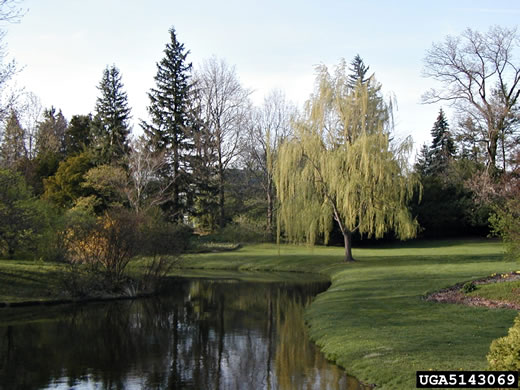 image of Salix babylonica, Weeping Willow