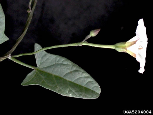 image of Convolvulus arvensis, Field Bindweed, Creeping Jenny, Possession-vine, Cornbind