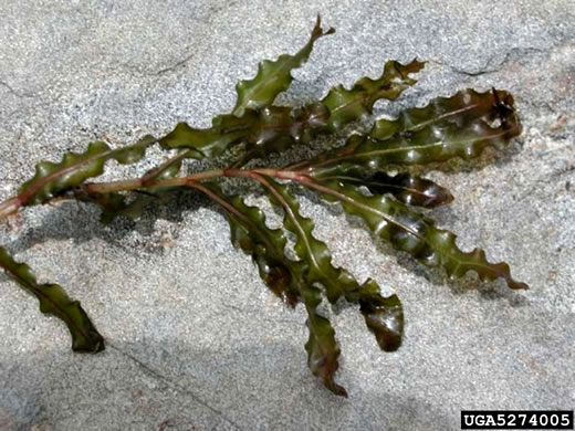 image of Potamogeton crispus, Curly Pondweed, Curled Pondweed, Curly-leaf Pondweed