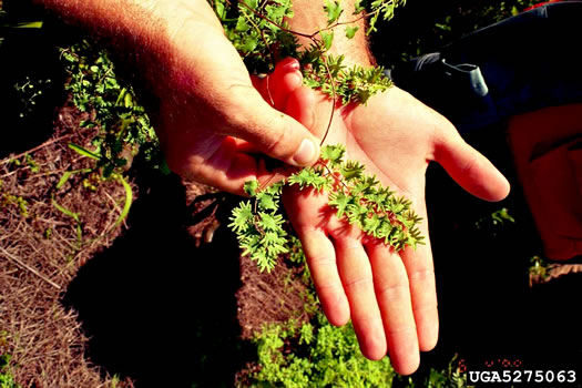 image of Lygodium microphyllum, Old World Climbing Fern, Small-leaf Climbing Fern