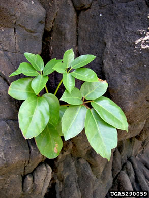 image of Heptapleurum actinophyllum, Australian Umbrella Tree, Octopus Tree, Schefflera