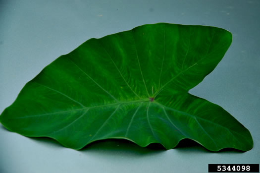 image of Colocasia esculenta, Elephant's-ear, Taro, Dasheen