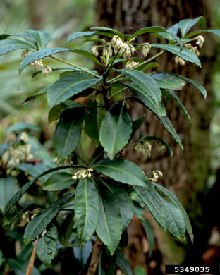 image of Ardisia crenata, Coral Ardisia, Hen's Eyes, Coralberry, Marlberry