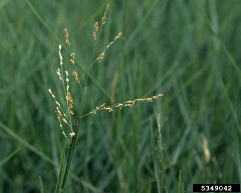 image of Panicum repens, Torpedo Grass