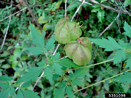 Cardiospermum halicacabum, Balloonvine, Love-in-a-puff, Heartseed