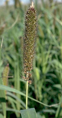 panicle