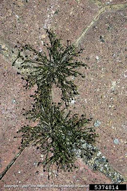 image of Arenaria serpyllifolia, Large Thymeleaf Sandwort