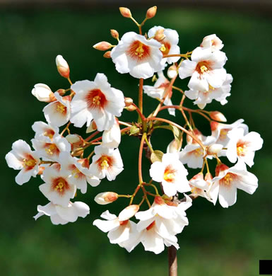 image of Vernicia fordii, Tung-oil Tree